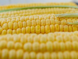 Ini Lima Manfaat Makan Jagung Bagi Kesehatan, Diantaranya Meningkatkan Kepadatan Tulang