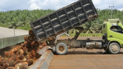 PT Dharma Satya Nusantara Raup Laba Rp367 Miliar di Kuartal I 2025, Naik 60 Persen