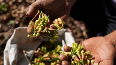 Setelah Udang, Kini Cengkeh Indonesia Terkontaminasi Cesium-137, Pemerintah Gelar Investigasi