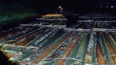 Gakkum KLHK Sita 600 Batang Kayu Ilegal Saat Hendak Disuplai ke Industri di Ketapang