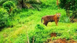 Teror Harimau Sumatra di Permukiman Aceh Timur, BKSDA Pasang Kamera dan Bagikan Mercon